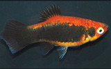 Vörös tükör platti (Xiphophorus maculatus)