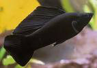 Fekete veliféra (Poecilia latipinna)