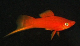 Piros szifó (Xiphophorus helleri)