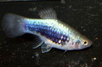 Kék tükör platti (Xiphophorus maculatus)