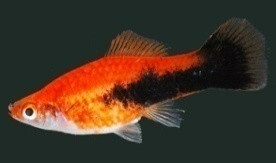 Piros tükör szifó (Xiphophorus helleri)