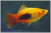 Arany tükör platti (Xiphophorus maculatus)