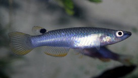 Kék csuka (Aplocheilus panchax)