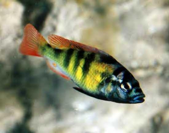 Ch 44 sügér (Haplochromis sp. 44)