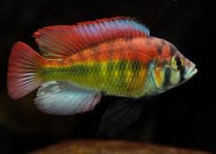 Zöldhasú rézsügér (Haplochromis aeneocolor)