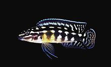 Kockás torpedósügér (Julidochromis marlieri)
