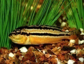 Aurátusz sügér (Melanochromis auratus)