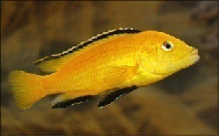Yellow sügér (Labidochromis caeruleus)