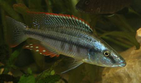 Bárdsügér (Dimidiochromis compressiceps)