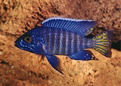 Kék császársügér (Aulonocara stuartgranti)