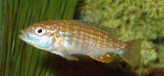 Szivárványos szájköltő hal (Melanochromis joanjohnsonae)