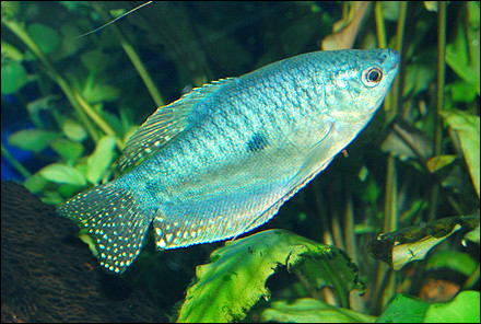Kék gurámi (Trichopodus trichopterus)