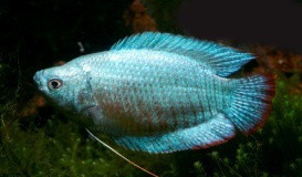 Kék korall törpe gurámi (Trichogaster lalius var.)