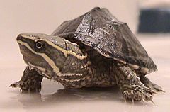 Kínai háromélű teknős (Chrysemys reversii)