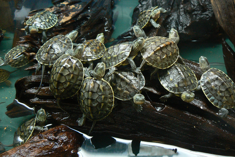 Kínai csíkos teknős (Mauremys sinensis)