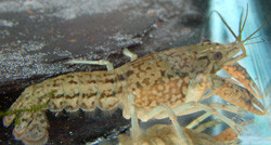 Márvány  rák (Procambarus sp. Marble)