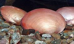 Trópusi kagyló (Pilsbryoconcha exilis)