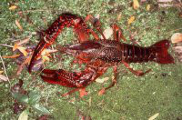 Vörös rák (Procambarus clarkii)