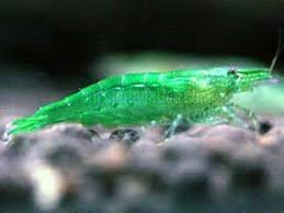 Zöld garnéla (Caridina cf. babaulti)