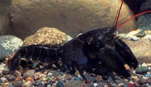 Fekete rák (Procambarus clarkii var.)