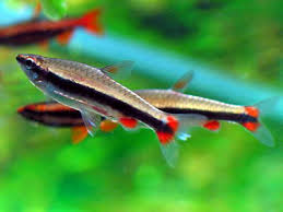 Rózsás törpeszájú hal (Nannostomus beckfordi