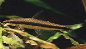 Sziámi algaevő hal (Crossocheilus oblongus)