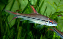 Vörösúszójú indonéz márna (Cyclocheilichthys janthochir)