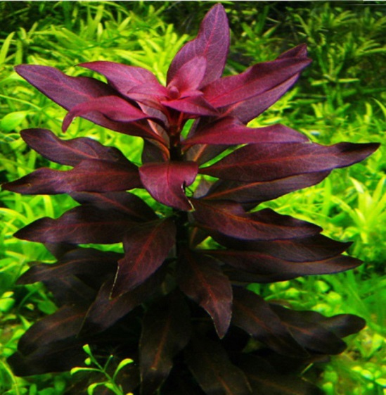 Ludwigia glandulosa