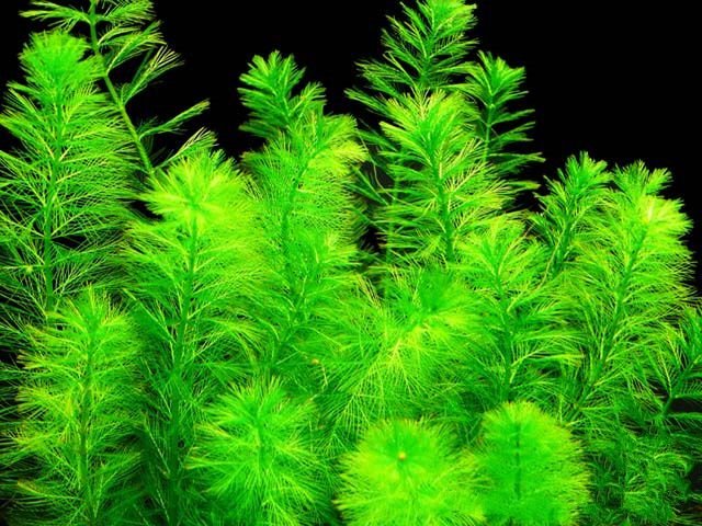 Andesi süllőhínár (Myriophyllum quitense) 