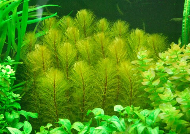 Bokros süllőhínár (Myriophyllum pinnatum)