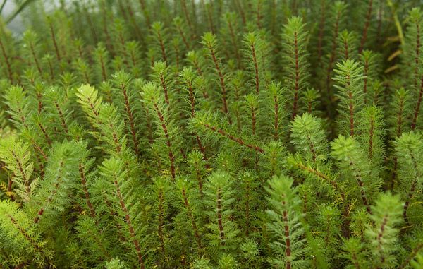 Borókalevelű süllőhínár (Myriophyllum hippuroides)