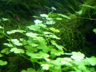 Fehérfejű gázlóvirág (Hydrocotyle leucocephala)