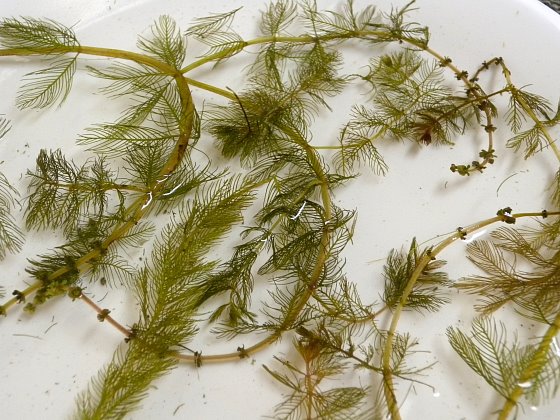 Füzéres süllőhínár (Myriophyllum spicatum)