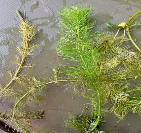 Gyűrűs süllőhínár (Myriophyllum verticillatum)