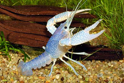 Kaliforniai kékrák (Procambarus clarkii ’Blue’)