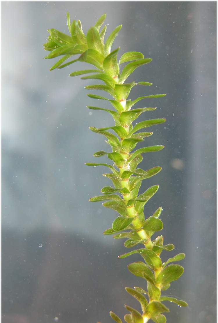 Kanadai átokhínár (Elodea canadensis)