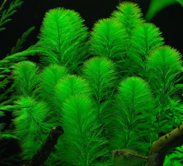 Közönséges süllőhínár (Myriophyllum aquaticum)