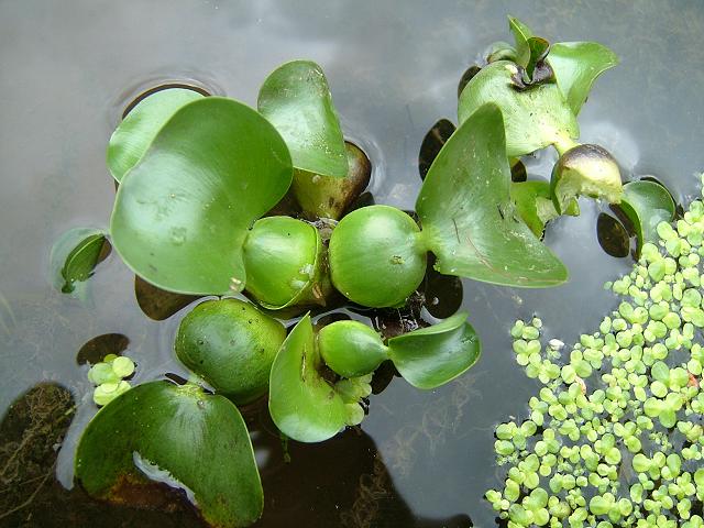 Lila vízijácint (Eichhornia crassiceps)