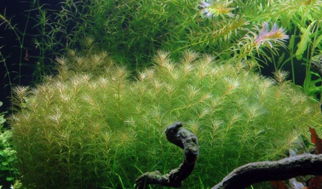 Madagaszkári süllőhínár (Myriophyllum mezianum)