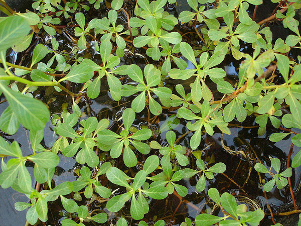 Nagyvirágú tóalma (Ludwigia grandiflora)