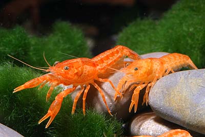  Narancs törperák (Cambarellus patzcuarensis ’Orange’)