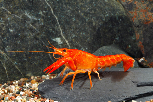 Narancsrák (Procambarus clarkii ’Orange’)