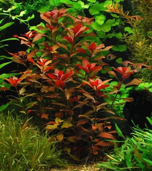 Pirosfonákú tóalma (Ludwigia repens)