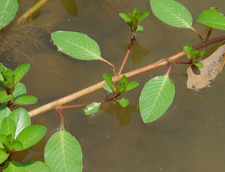 Sárgavirágú tóalma (Ludwigia peploides)