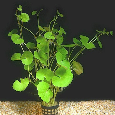 Hydrocotyle sibthorpioides