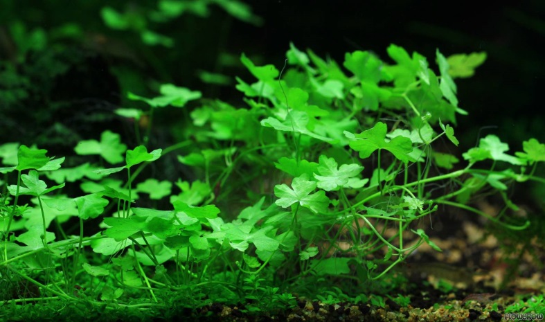 Hydrocotyle tripartita (korábban Hydrocotyle sp. ’Japan’)