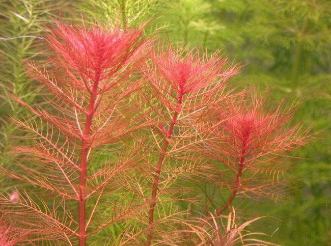 Vörös süllőhínár (Myriophyllum muricatum)