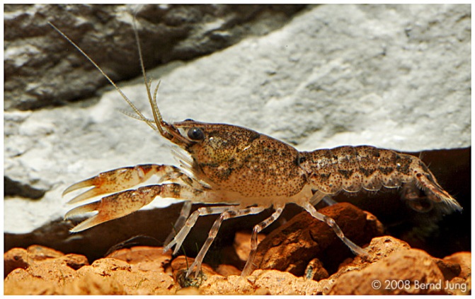  Vöröscsíkos törperák (Cambarellus diminutus)